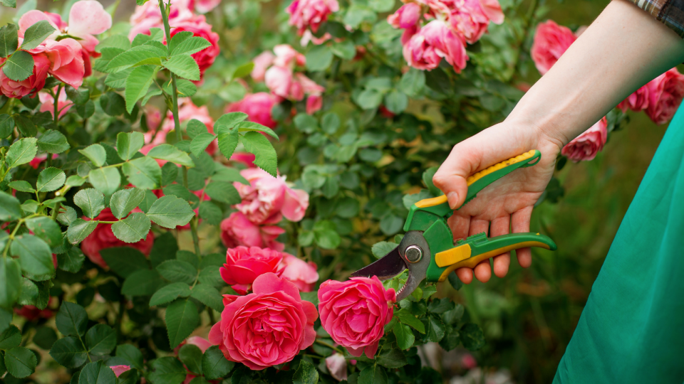 MINDFULNESS: Gardening is one way of taking a step back and find much-needed balance